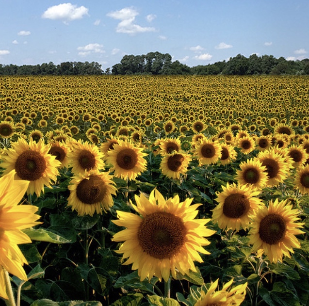 Acres of Sunflowers at Dalton Farms New Jersey
