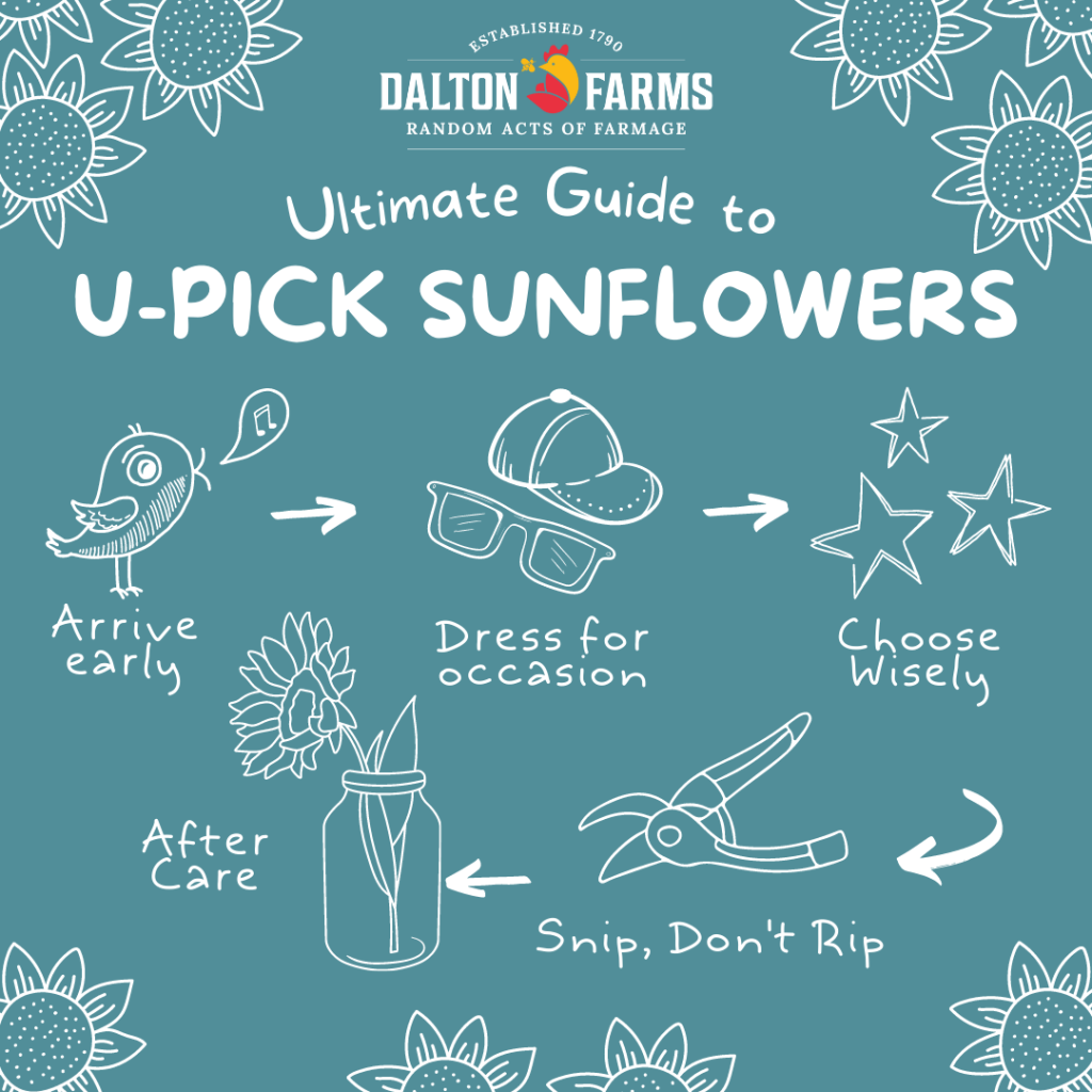 Ultimate U-Pick Sunflower Guide @ Dalton Farms NJ